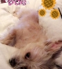 normal_image600_2816529.jpg