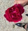 C6D28F0E-96D4-45B6-BA8A-E32E73693067.jpeg
